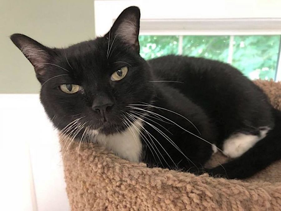 Pet of the week